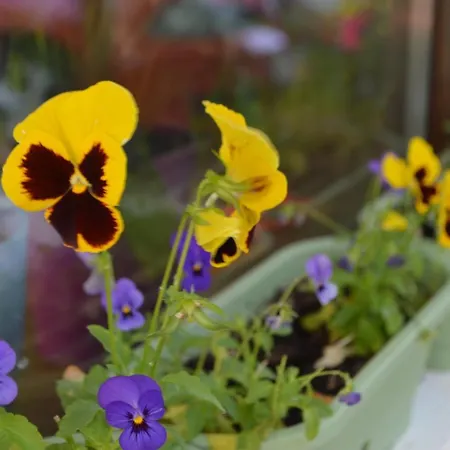 Casa Gia 招待所 科斯蒂内什蒂