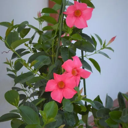Casa Gia