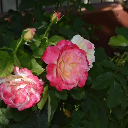 Vendégház Casa Gia 3*