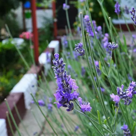 Vendégház Casa Gia 3*